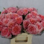 Country Romance 40cm