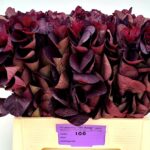 Coti C Royal Purple 45cm