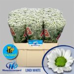 Chr San Mad Lindi Wh 55cm