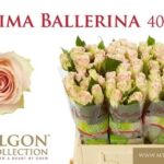 Prima ballerina 40cm