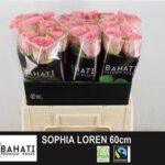 Sophia Loren 60cm