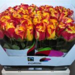 Suns X-pression 60cm