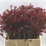 Anigoz Bush Ruby 60cm