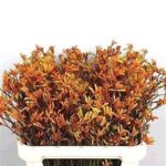 Anigoz Bush Sunset 60cm