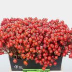 Rosa Magical Delight 40cm