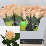 Sleeping Beauty 50cm