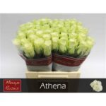 Athena 40cm