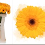 Ge Mi Bison Gold 50cm