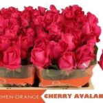 Cherry Avalanche 50cm