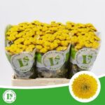 Chr San Paintb Sunny 55 cm