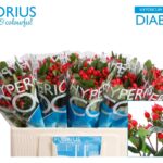 Hyp Coco Diablo 50cm