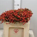 Rosa Easy hip hop 40cm