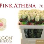 Pink Athena 70cm