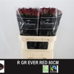 Ever Red 80cm
