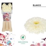 Ge Bv Gerponi Blanco 50cm