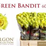 Green Bandit 60cm