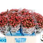 Hyp Coco Kimono 70cm