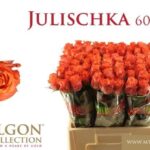 Julischka 60 cm