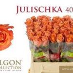 Julischka 40cm