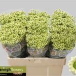 Chr San Mad Nyaka Cr 55cm