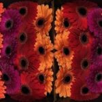 Ge Gr Op Rij Gemengd 50cm