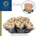 Pink Athena 40cm