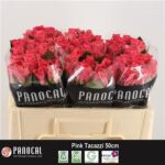 Pink Tacazzi 50cm