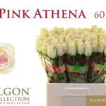 Pink Athena 60cm