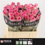 Pink Shadow 40cm