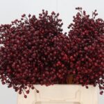 Rosa Plenty  KLB H%( bordeaux)