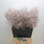 Rosa Plenty Champagne 40cm