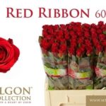 Red Ribbon 60cm