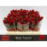 Red Torch 35cm
