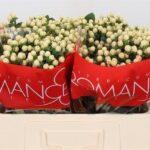 Hyp Cool Romance 40cm