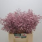 Rosa Plenty rosa 45cm