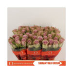 Samantha Bridal 40cm