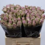 Samantha Bridal 60cm