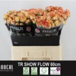 Show Flow 60cm