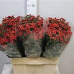 Chr San Tammy Red 55cm