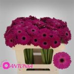 Ge Mi Ter Saffier 50cm