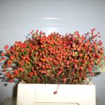 Rosa Twinkle hip hop 30cm