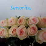 Senorita 60cm