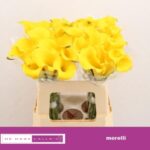 Zant Captain Morelli 45cm