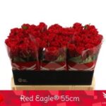 Red Eagle 55cm