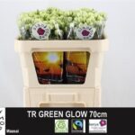 Green Glow 70cm