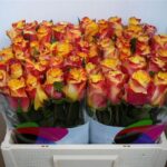 Suns X-pression 50cm