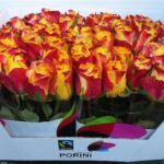 Suns X-pression 70cm