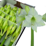 Amaryllis Avalanche(16)