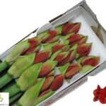 Amaryllis Ferrari (12)