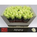 Athena 60cm